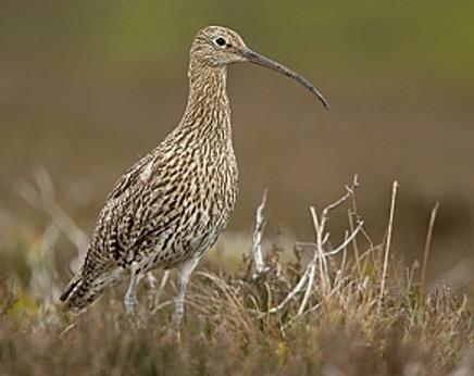 curlew